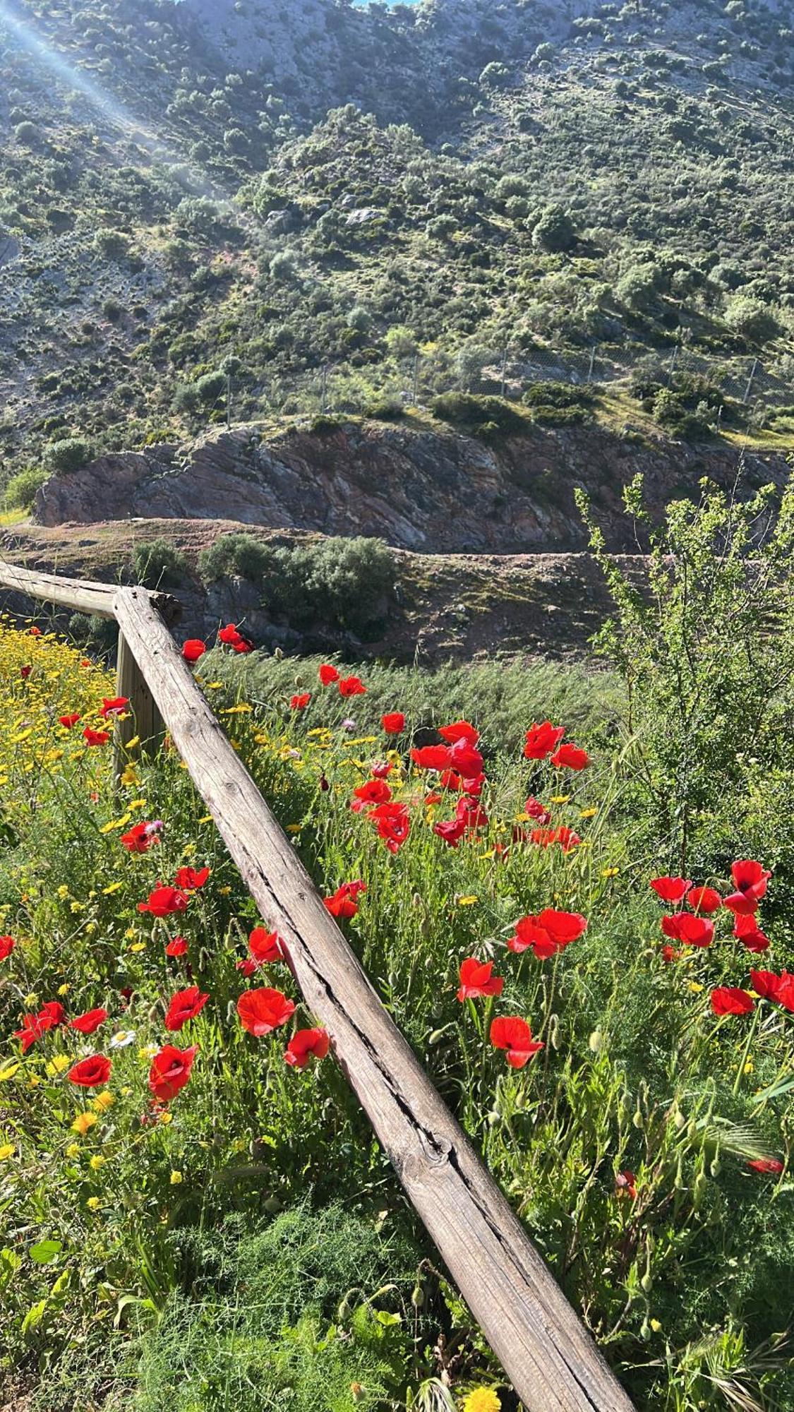 Casa Rural Las Rosas De Benaoján Εξωτερικό φωτογραφία